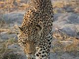 Africa 285 : Africa, Animal, Botswana, Leopard, Mammal, Mombo, Okavango